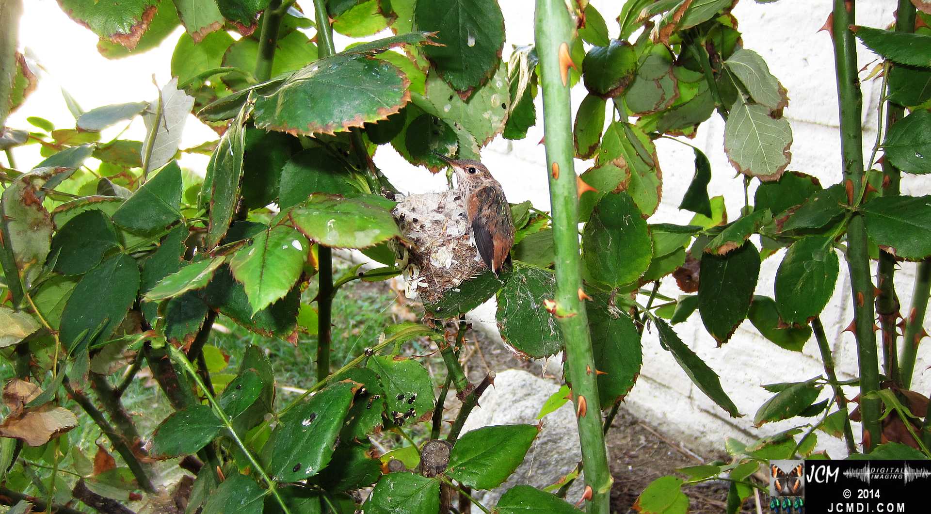 Allens Hummingbird chick and nest image 3-28-2014